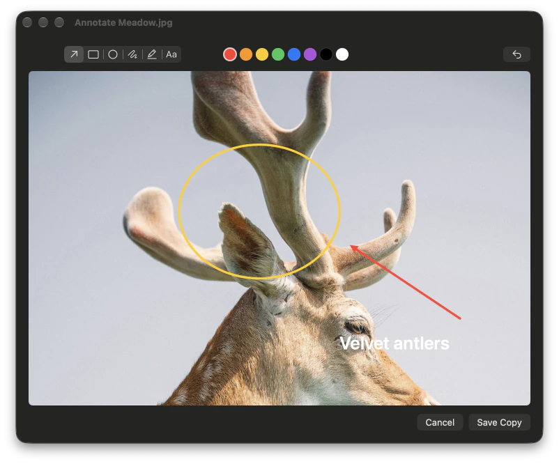 The annotate editor with a circle, an arrow and a label on a photo