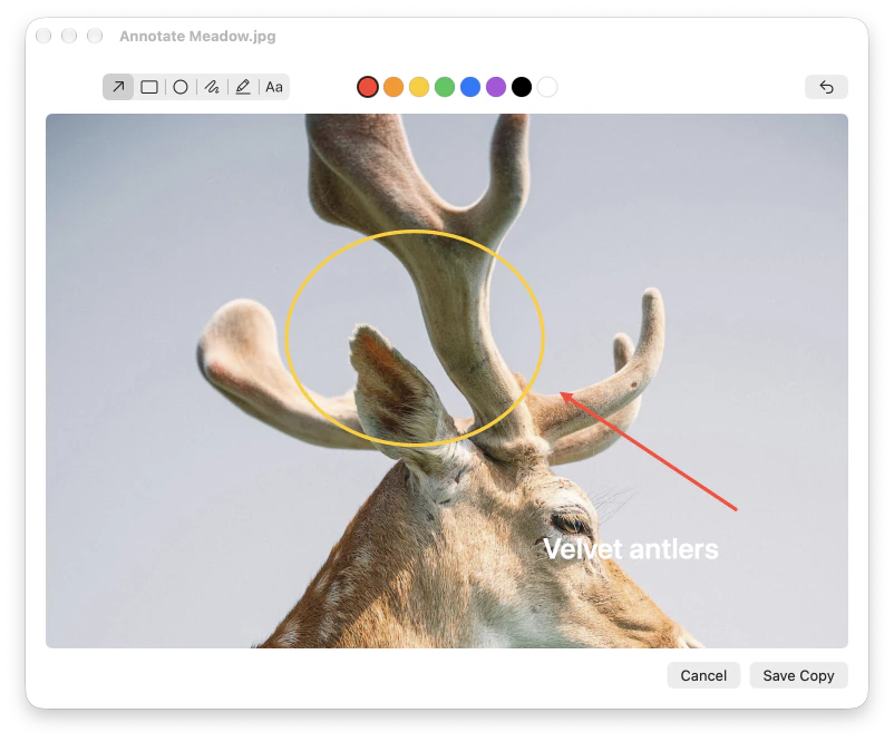 The annotate editor with a circle, an arrow and a label on a photo